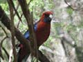 Crimson Rosella